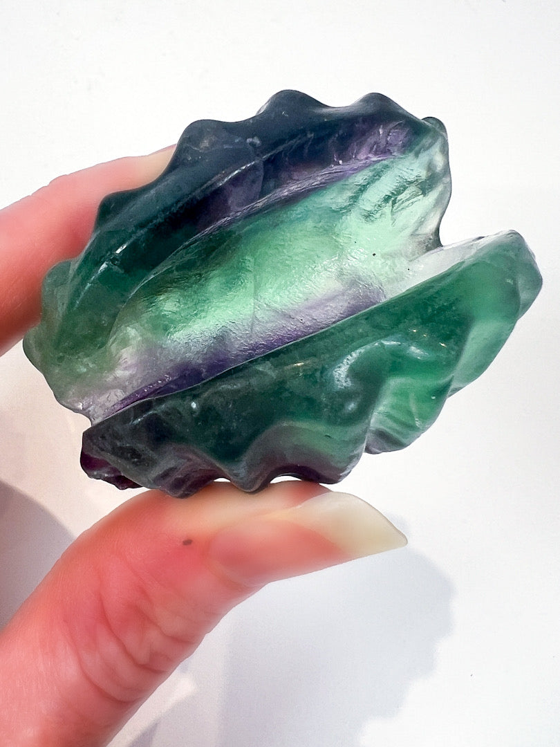 Fluorite Shell in hand with white background
