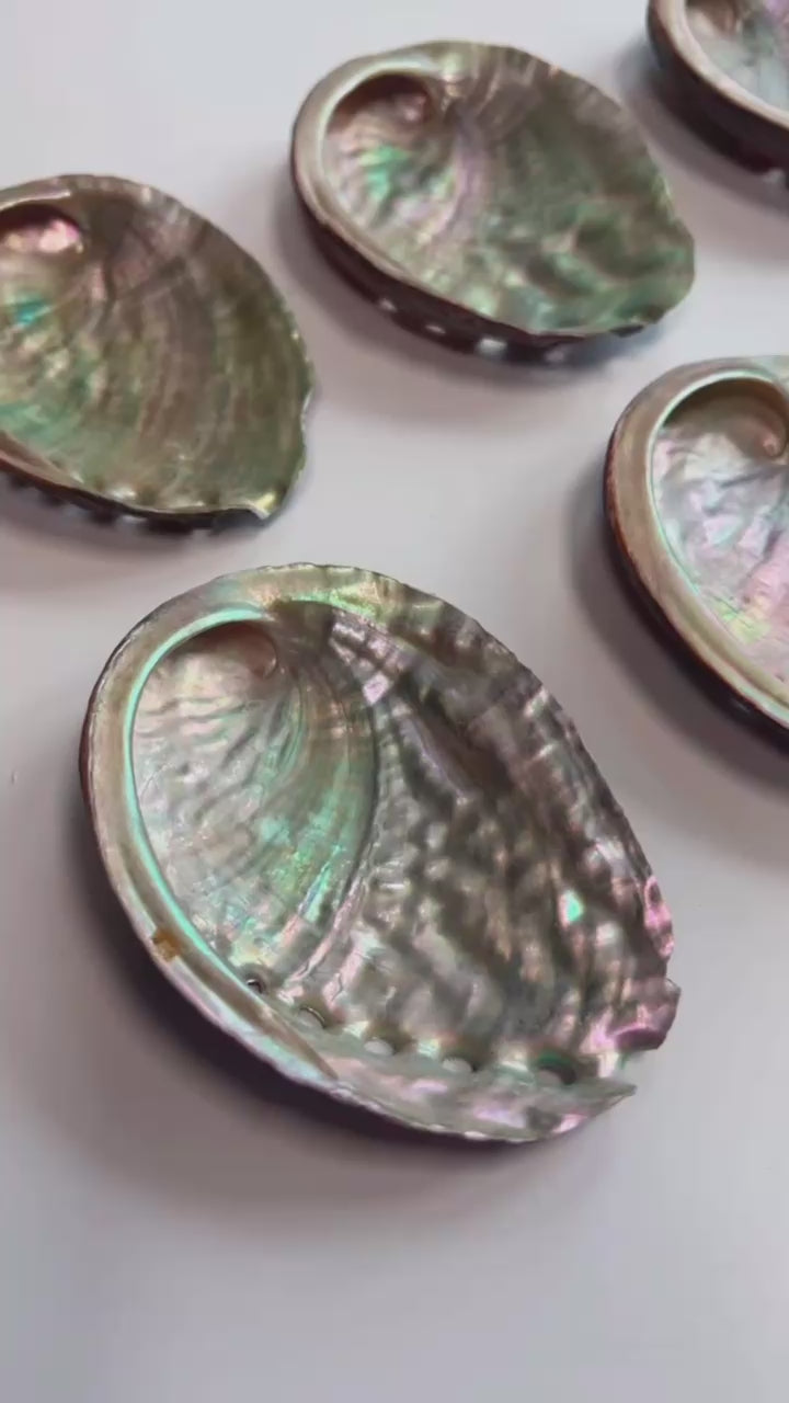 Abalone Shell